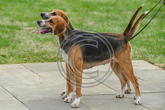 Festival of Hounds 2024