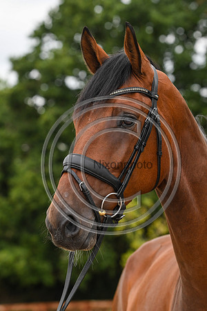Collective Equestrian