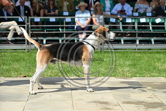 Festival of Hounds 2024