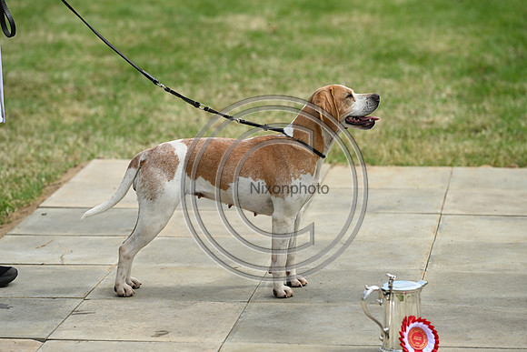 Festival of Hounds 2024