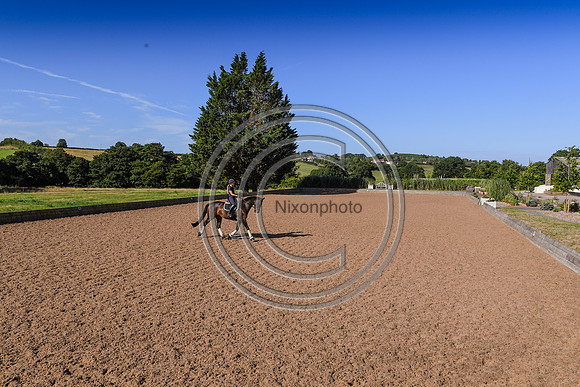 Collective Equestrian