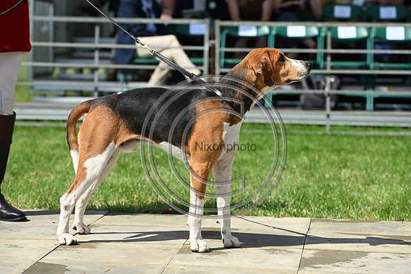 Festival of Hounds 2024