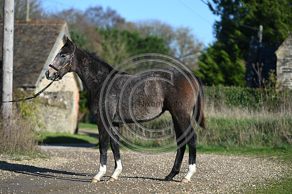 Foal_Selwood_PN29