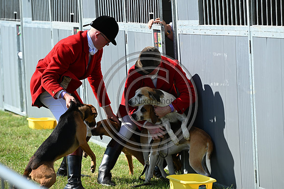 Festival of Hounds 2024