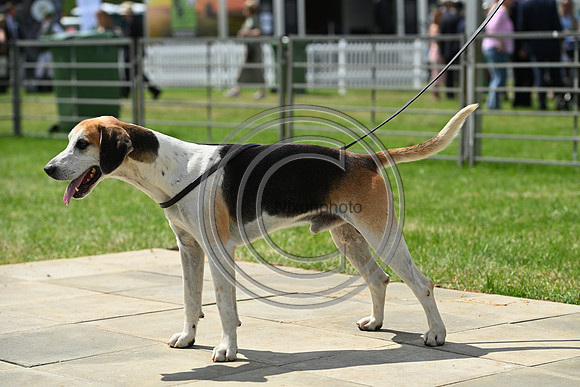 Festival of Hounds 2024