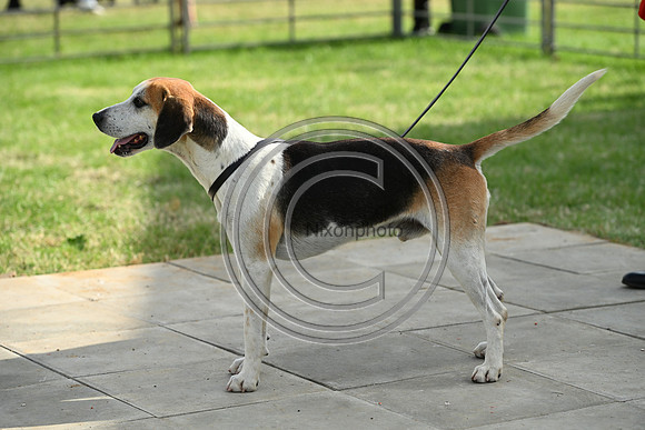 Festival of Hounds 2024