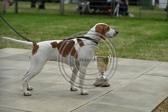 Festival of Hounds 2024