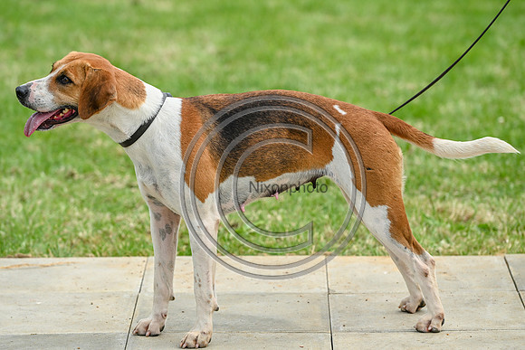 Festival of Hounds 2024