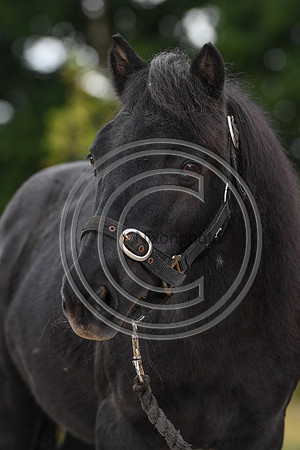 Collective Equestrian