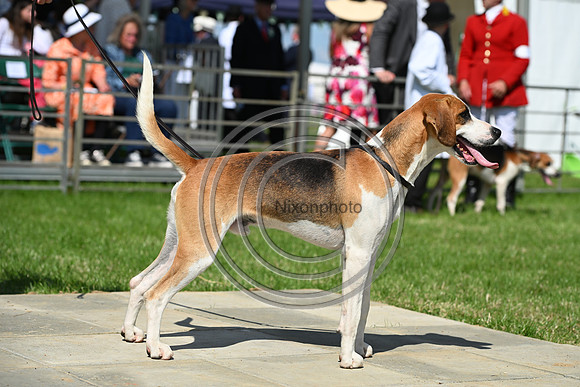 Festival of Hounds 2024
