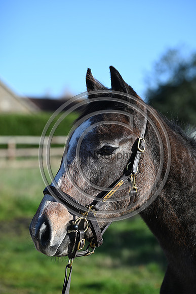 Foal_Selwood_PN41
