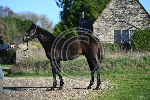 Foal_Selwood_PN32