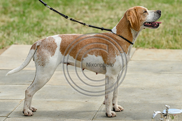 Festival of Hounds 2024
