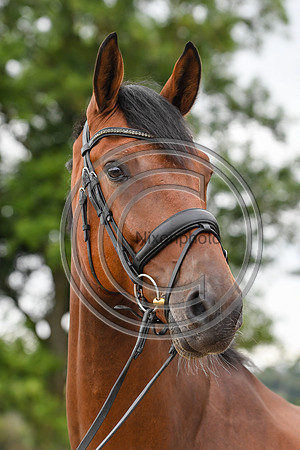 Collective Equestrian