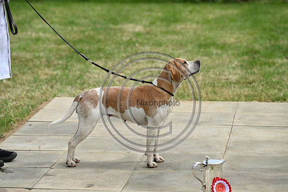 Festival of Hounds 2024