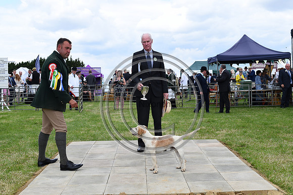 Festival of Hounds 2024