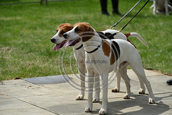 Festival of Hounds 2024
