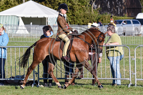 HorseNo971_Bakewell15pn_31462