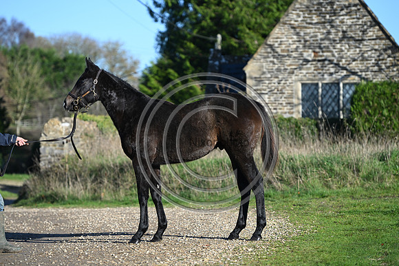 Foal_Selwood_PN33