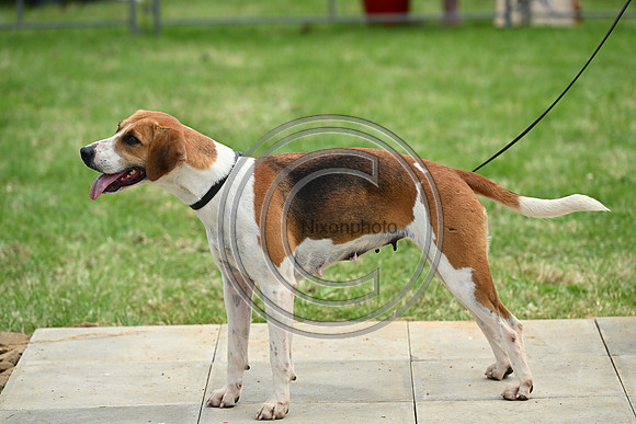 Festival of Hounds 2024