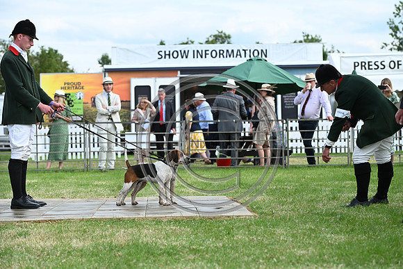 Festival of Hounds 2024
