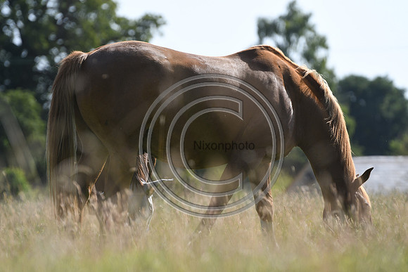 HorsesandFlyH_Nixonphoto_PN22_48004