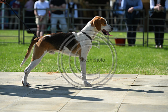 Festival of Hounds 2024