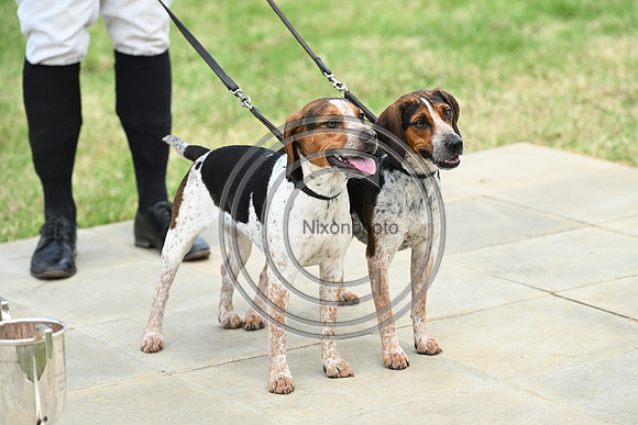Festival of Hounds 2024