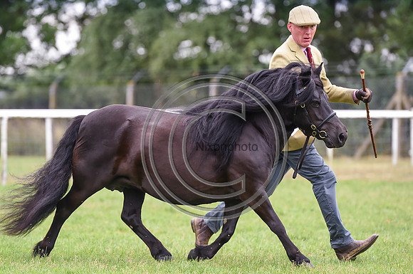 HorseNo672_RoyalNorfolkShow_PN17_59970