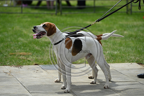 Festival of Hounds 2024