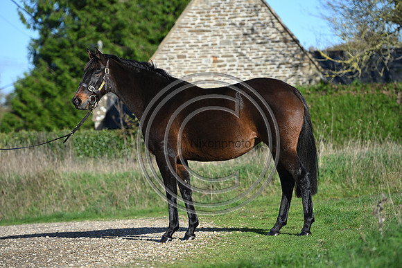 Mare_Selwood_PN17