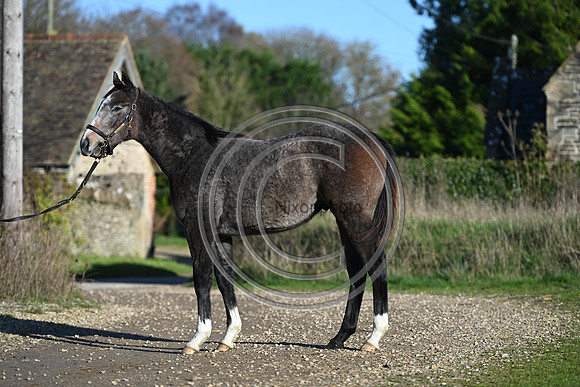 Foal_Selwood_PN26