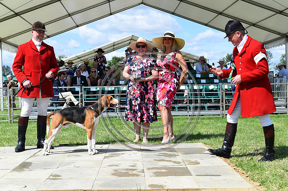 Festival of Hounds 2024