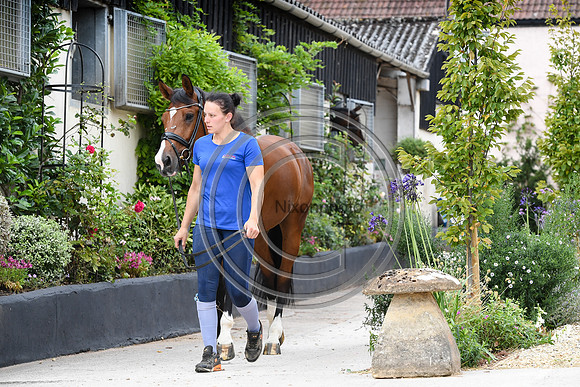 Collective Equestrian