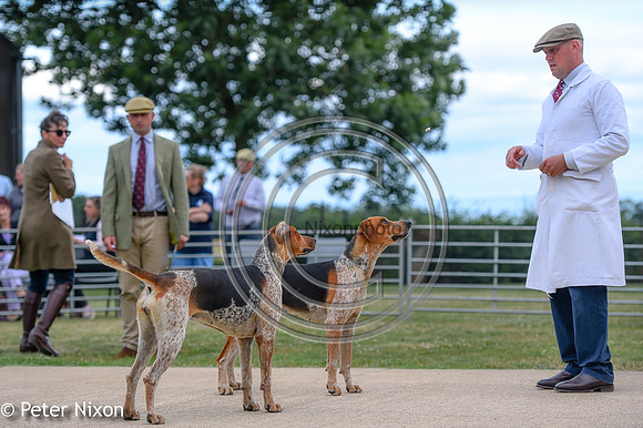 PrePuppyShow_BWCH_Hunt_PN22_27440