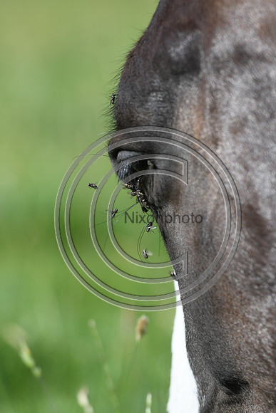 HorsesandFlyH_Nixonphoto_PN22_47975