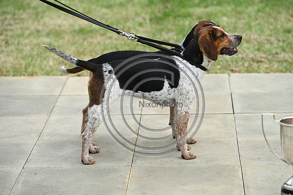 Festival of Hounds 2024