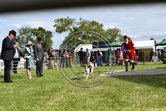 Festival of Hounds 2024