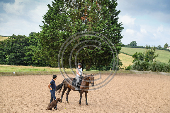 Collective Equestrian