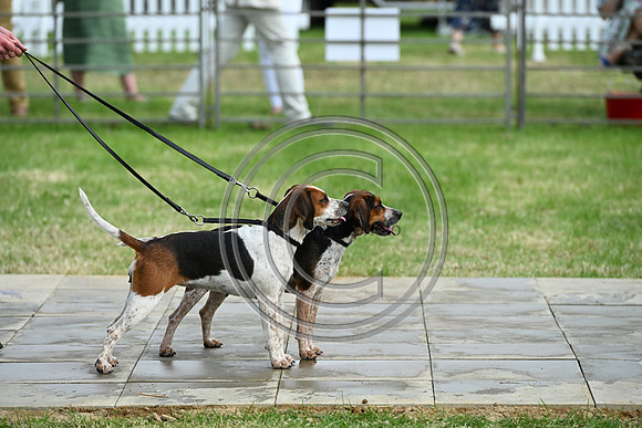 Festival of Hounds 2024