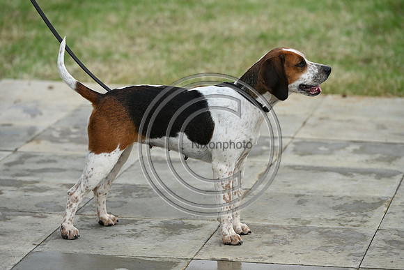 Festival of Hounds 2024