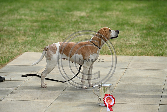 Festival of Hounds 2024