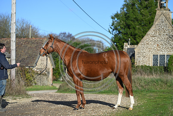 Mare_Selwood_PN26