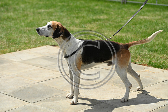 Festival of Hounds 2024
