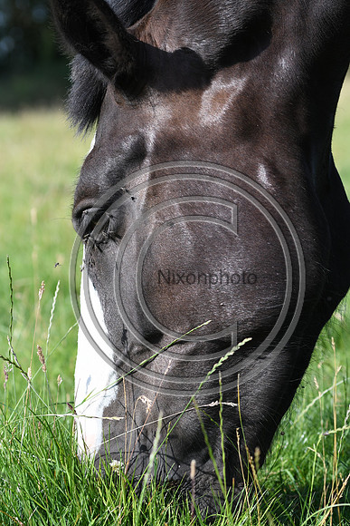 HorsesandFlyH_Nixonphoto_PN22_47981