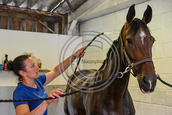 Collective Equestrian