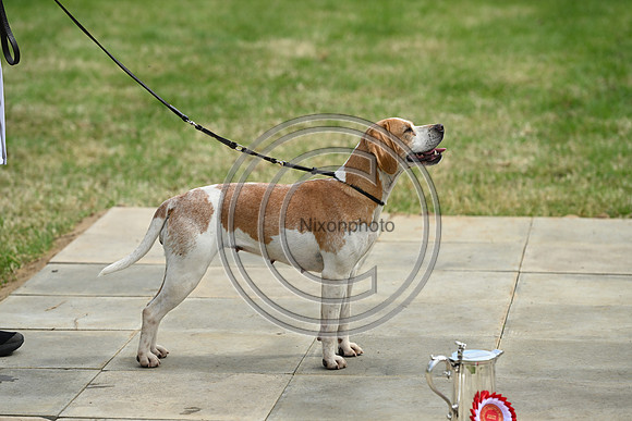 Festival of Hounds 2024