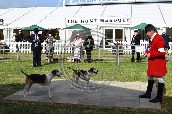 Festival of Hounds 2024