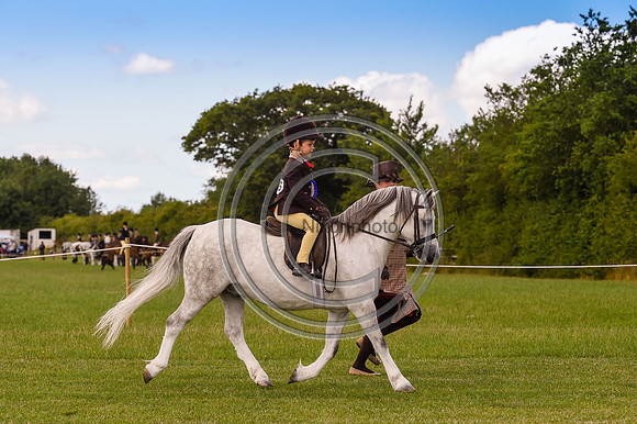 HorseNo956_ShowRegSGS15pn_28583