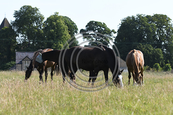 HorsesandFlyH_Nixonphoto_PN22_48000